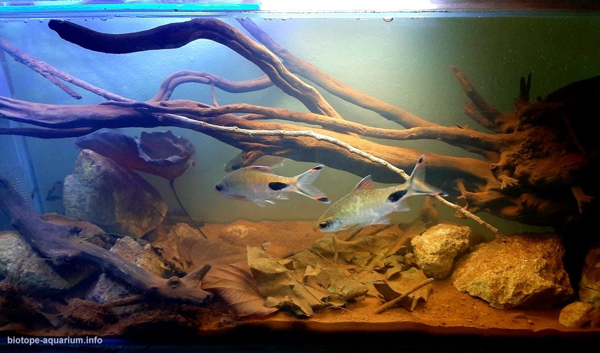 坦萨湖野生动物保护区原生缸(印度马哈拉施特拉邦) 原生缸造景 20年第89名
