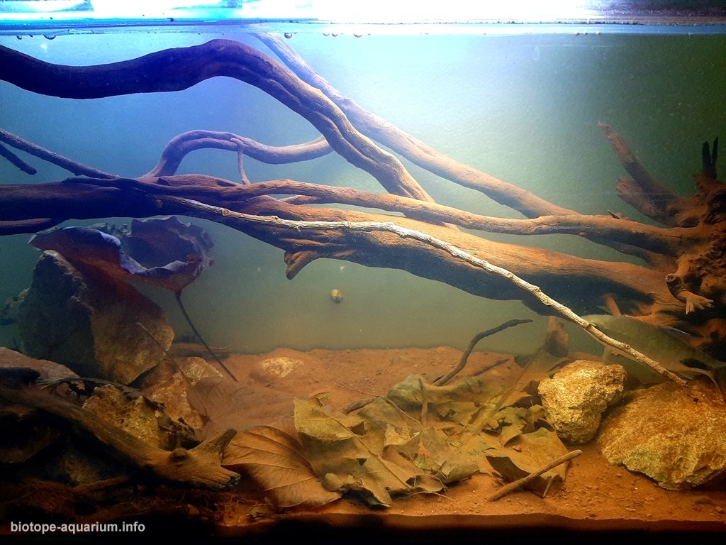 坦萨湖野生动物保护区原生缸(印度马哈拉施特拉邦) 原生缸造景 20年第89名
