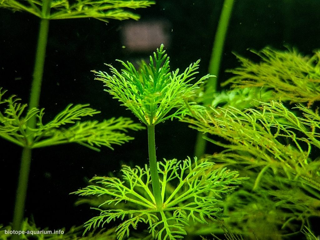 印度科坎河原生缸 原生缸造景 20年第89名
