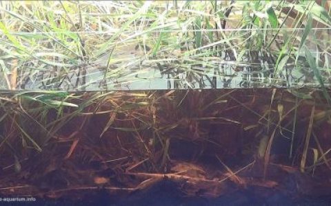 湄公河三角洲芹苴市湖泊原生缸（越南） 原生缸造景 20年第92名