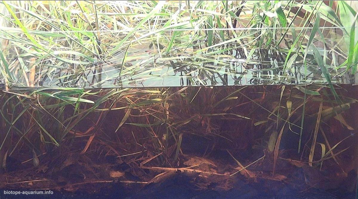 湄公河三角洲芹苴市湖泊原生缸(越南) 原生缸造景 20年第92名