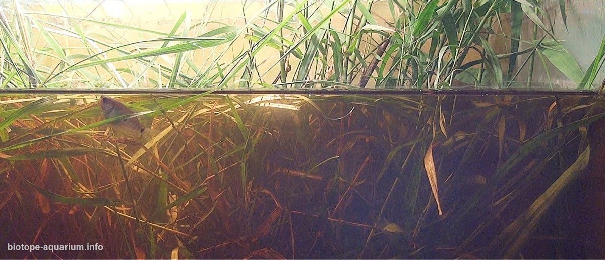 湄公河三角洲芹苴市湖泊原生缸(越南) 原生缸造景 20年第92名