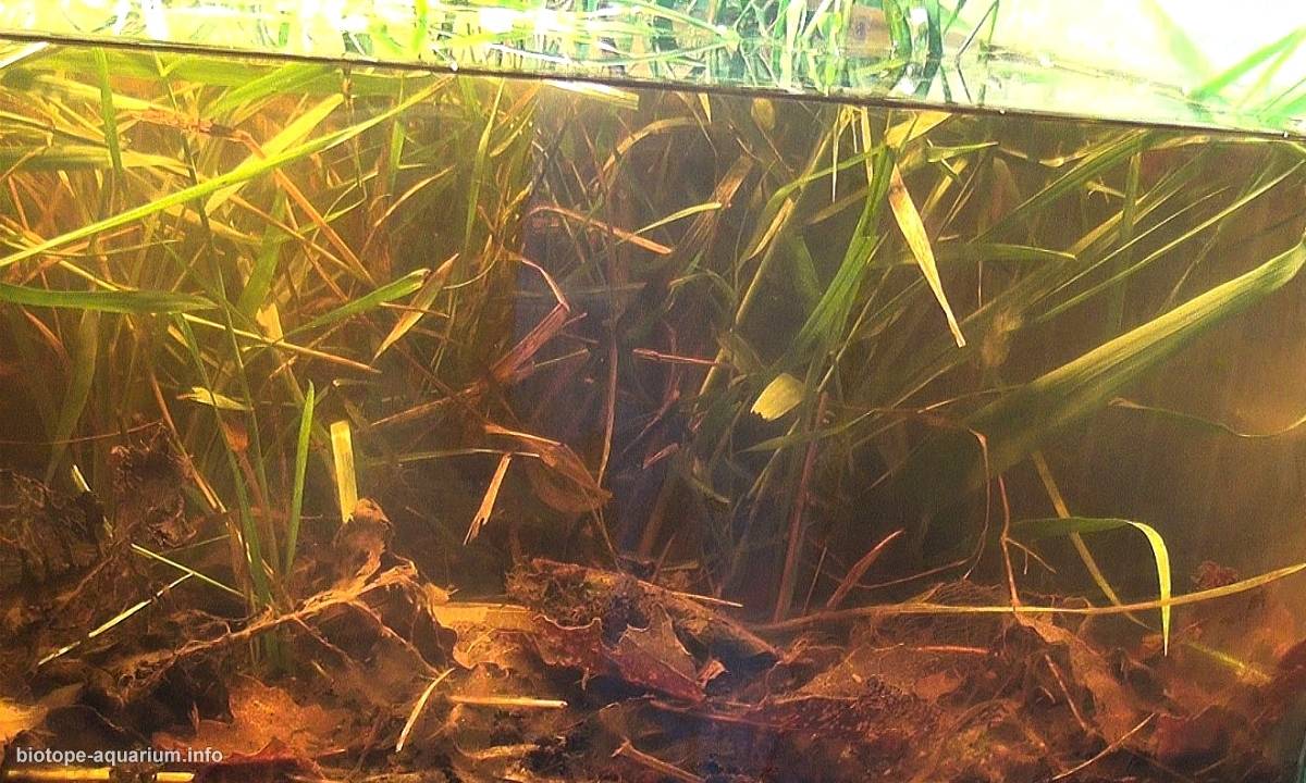 湄公河三角洲芹苴市湖泊原生缸(越南) 原生缸造景 20年第92名