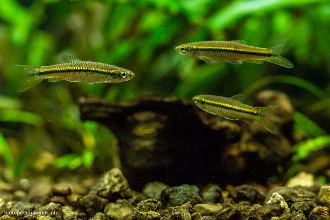 查利亚尔河浓密河岸植被岩池原生缸（印度喀拉拉邦） 原生缸造景 20年第93名