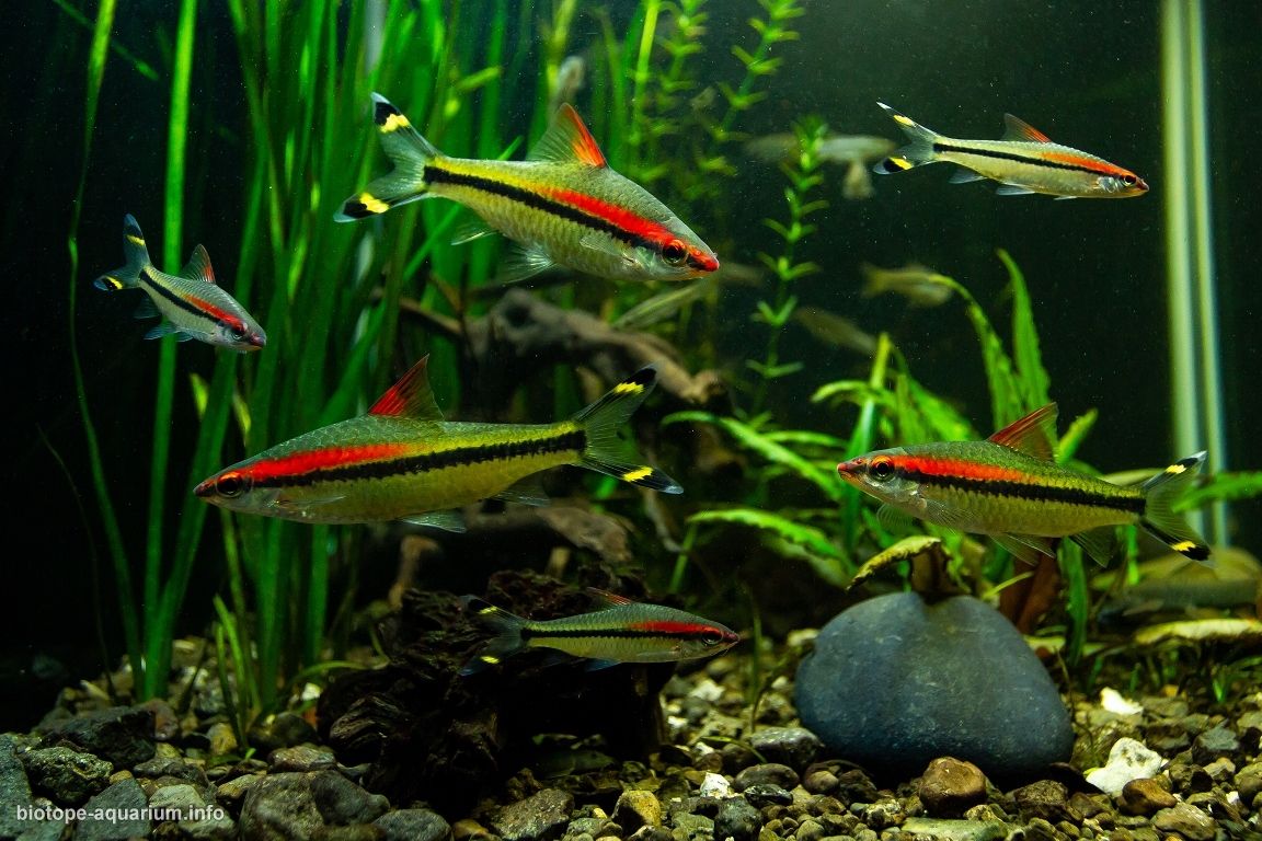 查利亚尔河浓密河岸植被岩池原生缸（印度喀拉拉邦） 原生缸造景 20年第93名