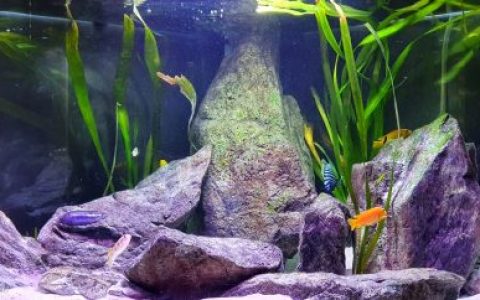 马拉维湖岩壁前沙地区原生缸（意大利） 原生缸造景 20年第94名