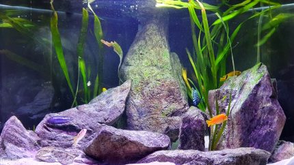 马拉维湖岩壁前沙地区原生缸（意大利） 原生缸造景 20年第94名