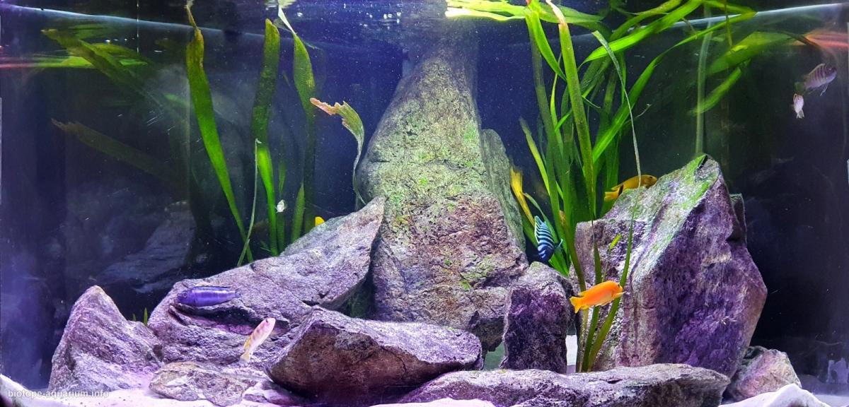 马拉维湖岩壁前沙地区原生缸（意大利） 原生缸造景 20年第94名