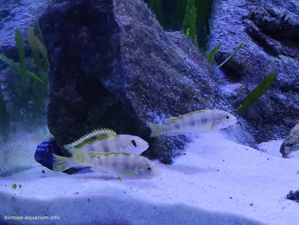 马拉维湖岩壁前沙地区原生缸（意大利） 原生缸造景 20年第94名