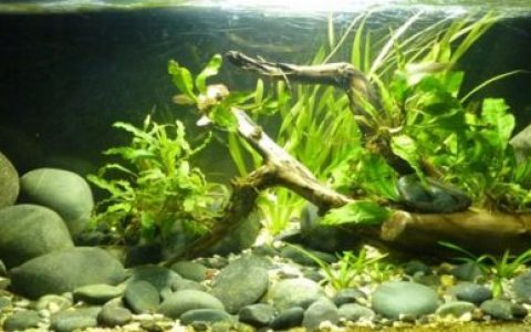孟加拉—阿萨姆边界主流河段原生缸（印度） 原生缸造景 20年第95名