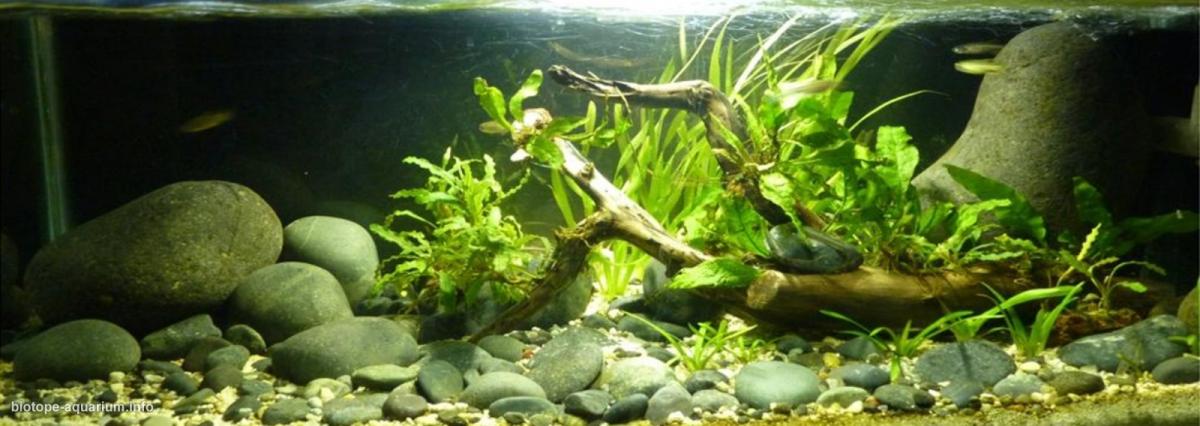 孟加拉—阿萨姆边界主流河段原生缸（印度） 原生缸造景 20年第95名