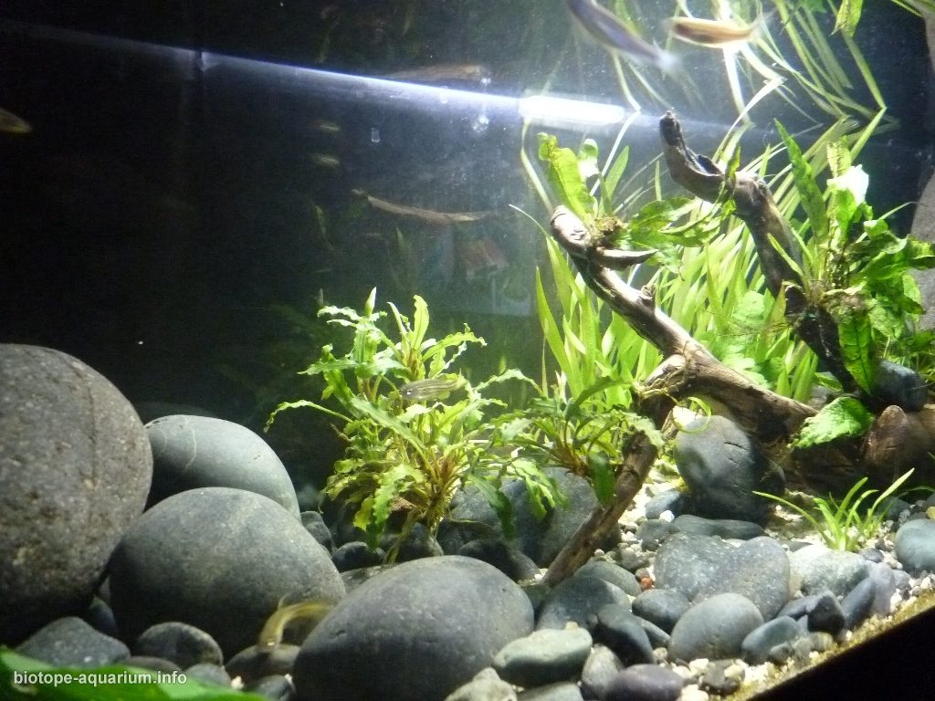 孟加拉—阿萨姆边界主流河段原生缸（印度） 原生缸造景 20年第95名