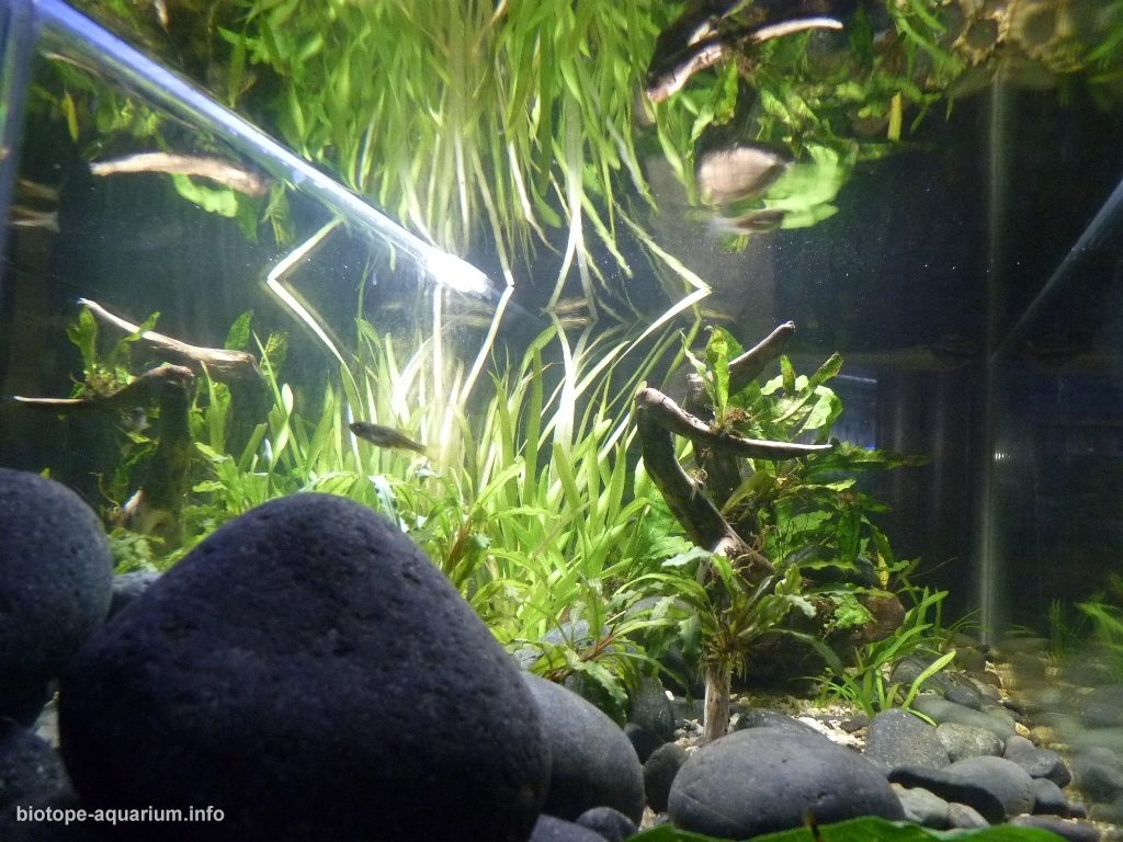 孟加拉—阿萨姆边界主流河段原生缸（印度） 原生缸造景 20年第95名