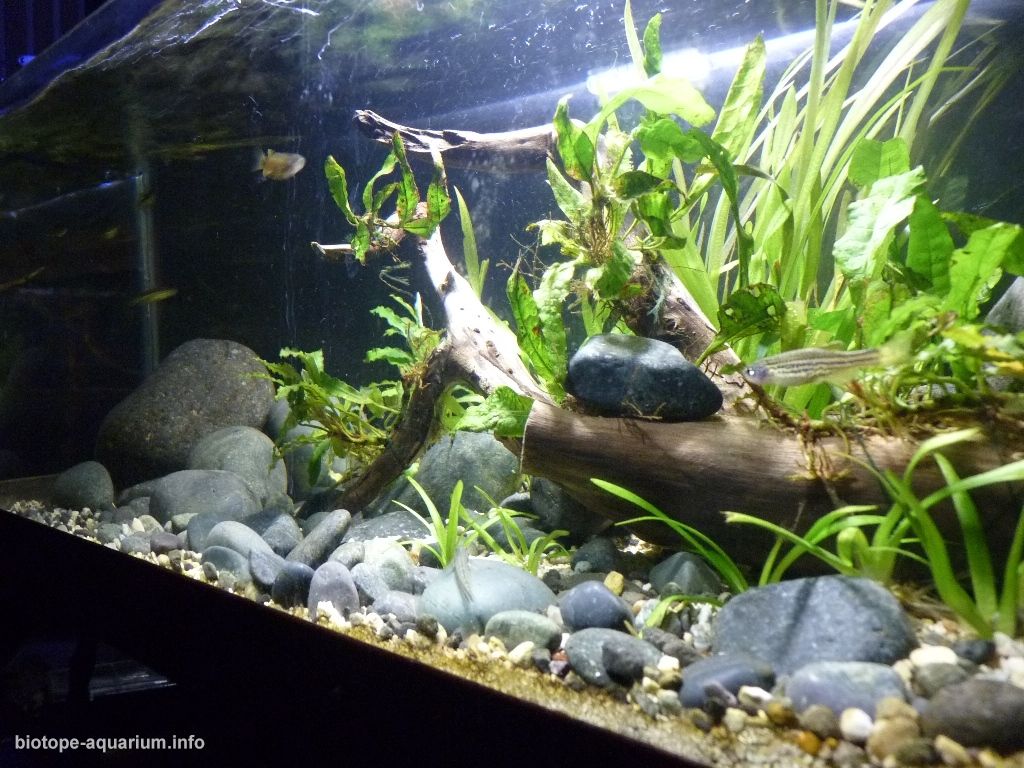 孟加拉—阿萨姆边界主流河段原生缸（印度） 原生缸造景 20年第95名