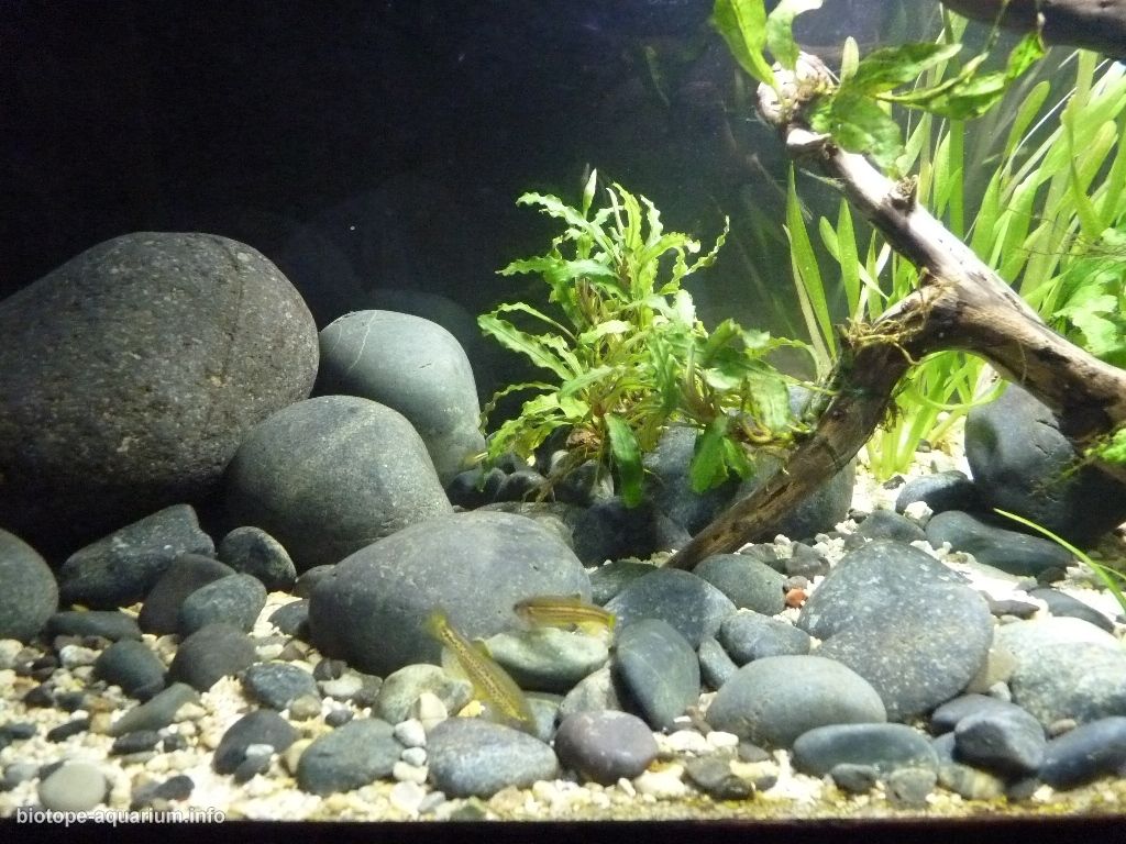 孟加拉—阿萨姆边界主流河段原生缸（印度） 原生缸造景 20年第95名