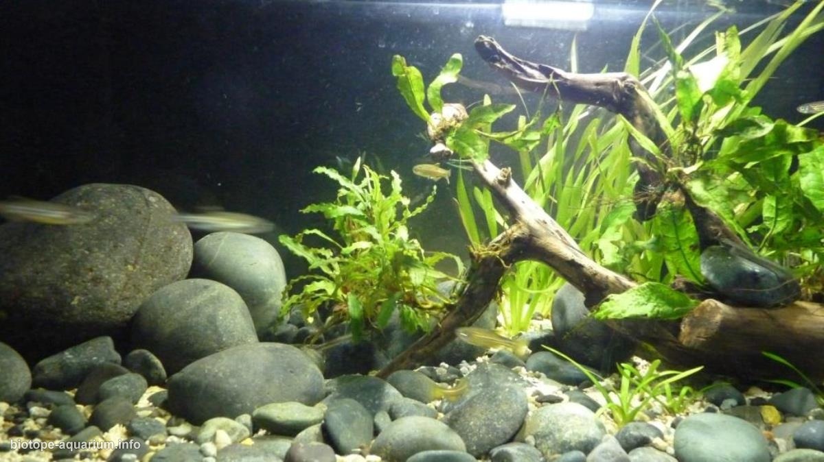 孟加拉—阿萨姆边界主流河段原生缸（印度） 原生缸造景 20年第95名