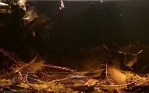 卡普阿斯河流域泛滥森林地面原生缸（西加里曼丹，婆罗洲） 原生缸造景 20年第95名