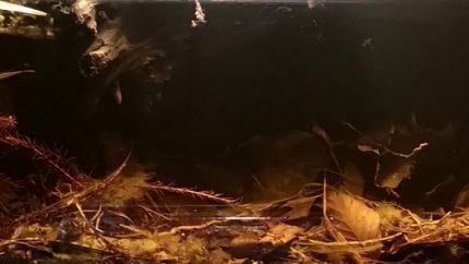 卡普阿斯河流域泛滥森林地面原生缸（西加里曼丹，婆罗洲） 原生缸造景 20年第95名