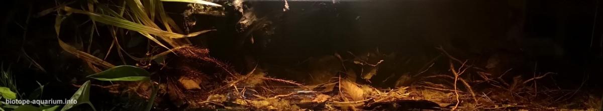 卡普阿斯河流域泛滥森林地面原生缸（西加里曼丹，婆罗洲） 原生缸造景 20年第95名