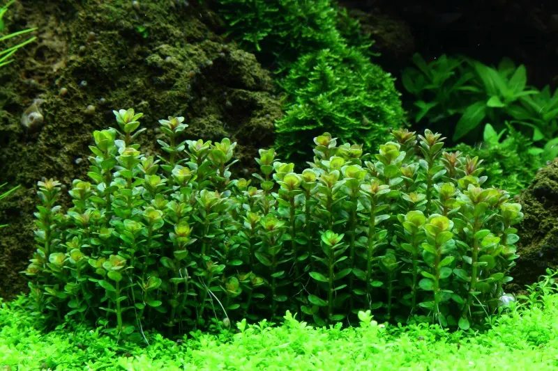 盆景小圆叶水草Rotala rotundifolia ‘Bonsai’饲养资料，图片