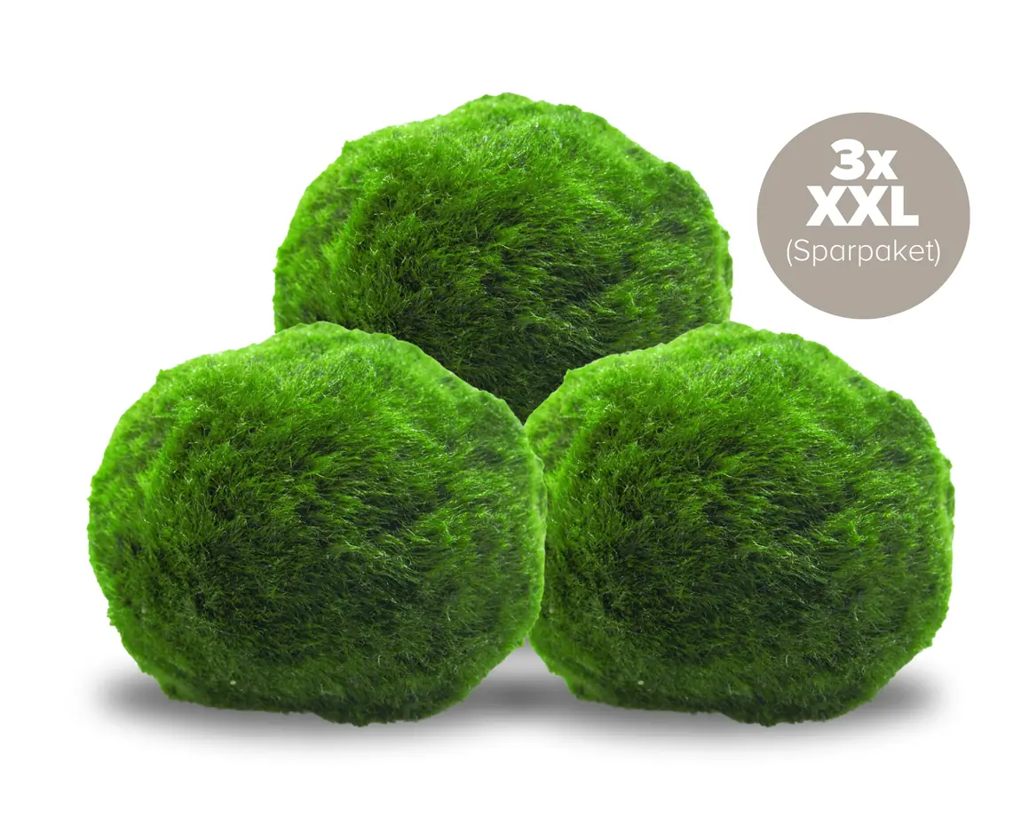 绿球藻水草Aegagropila linnaei饲养资料，图片