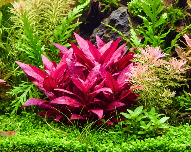 粉红莲子草水草Alternanthera reineckii ‘Pink’饲养资料，图片