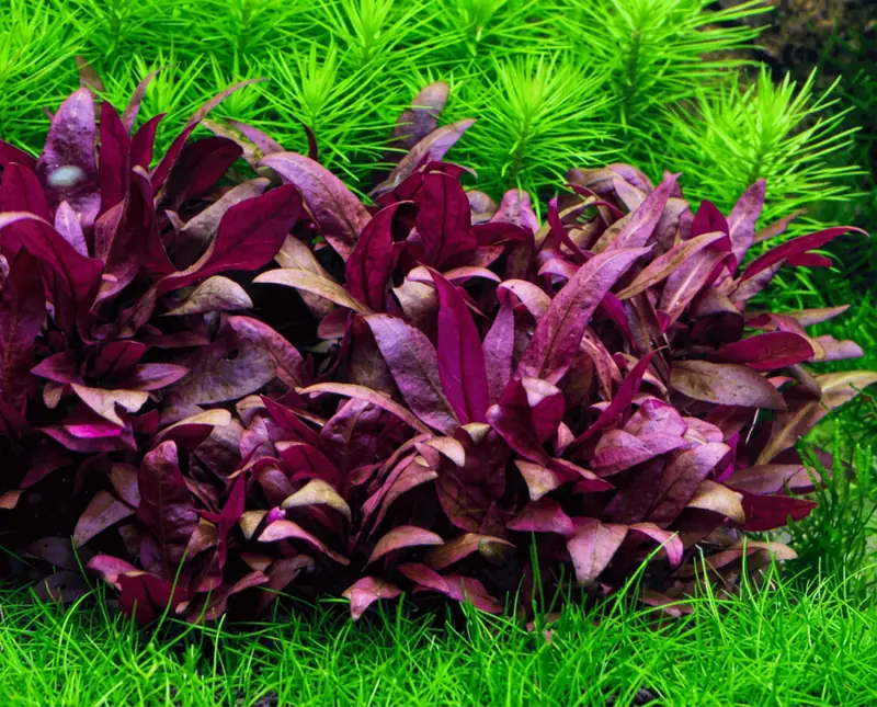 粉脉莲子草水草Alternanthera reineckii ‘Rosanervig’饲养资料，图片
