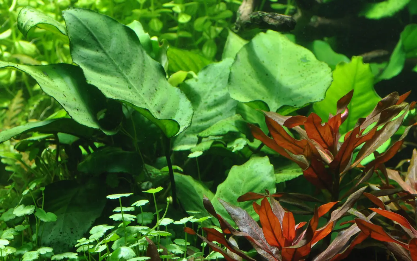 心叶水榕水草Anubias barteri caladiifolia饲养资料，图片