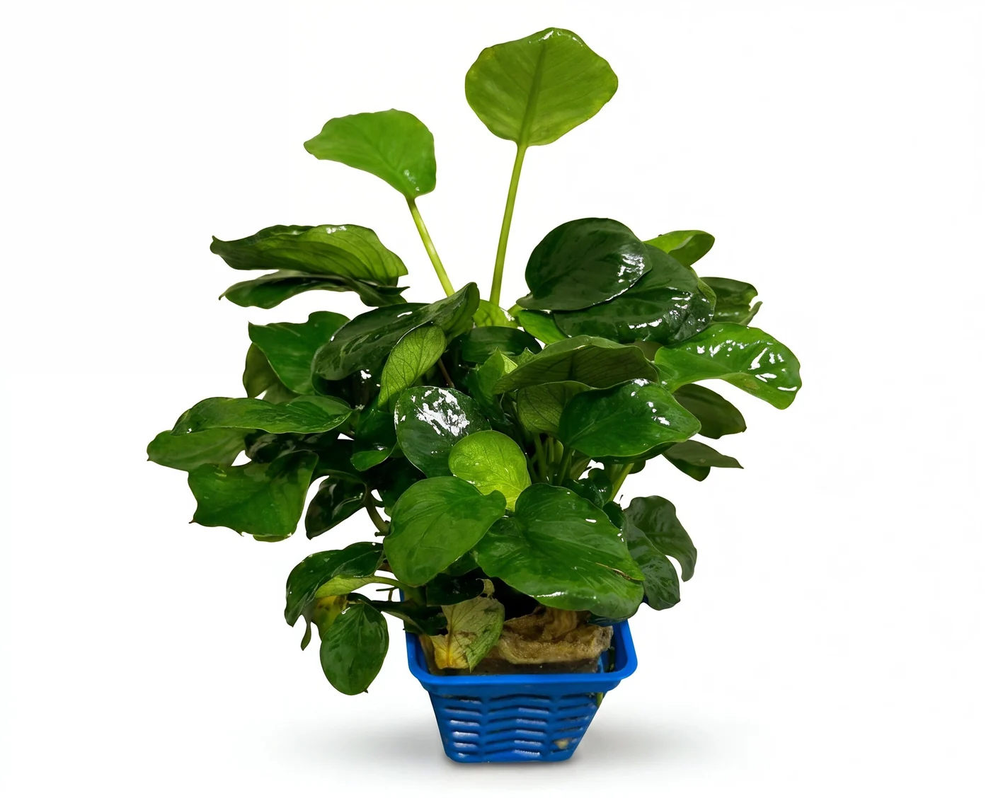 硬币叶水榕水草Anubias barteri 'Coin Leaf'饲养资料，图片