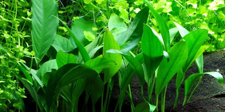 狭叶水榕水草Anubias barteri var. angustifolia饲养资料，图片