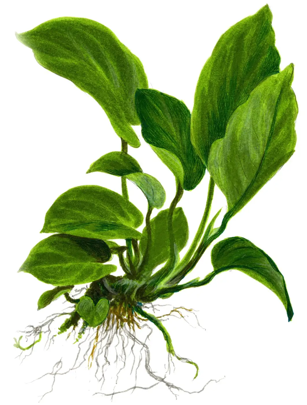 芋叶水榕水草Anubias barteri var. caladiifolia饲养资料，图片