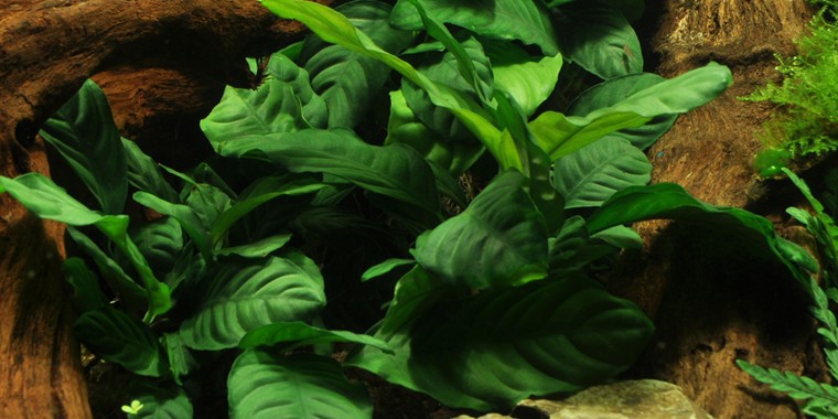 咖啡榕水草Anubias barteri var. ‘Coffeifolia’饲养资料，图片