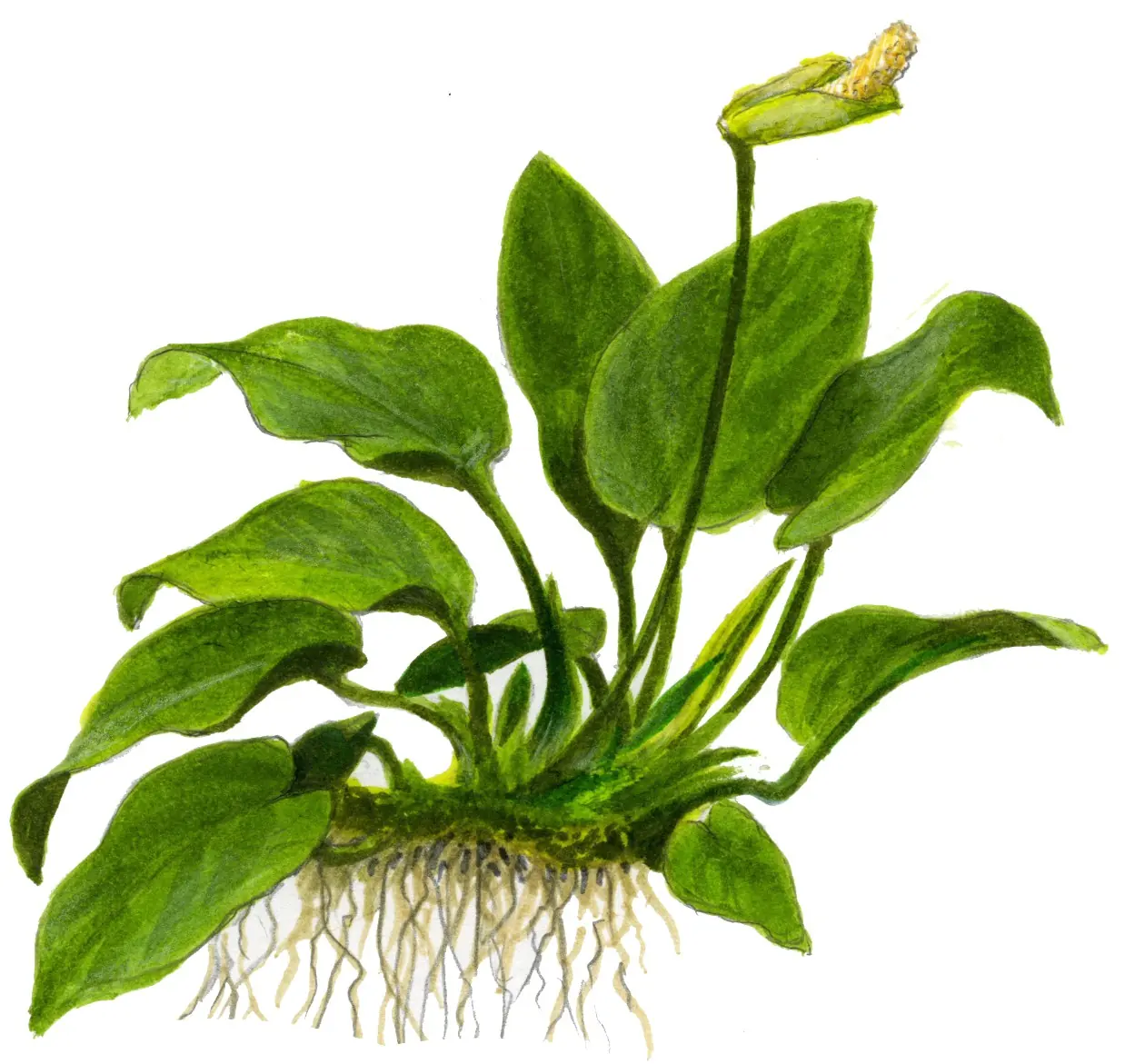 迷你水榕水草Anubias barteri var. nana饲养资料，图片