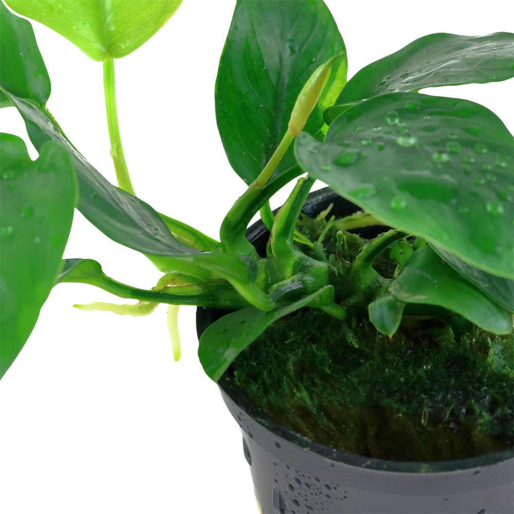 大叶小水榕水草Anubias barteri var. nana “Large”饲养资料，图片