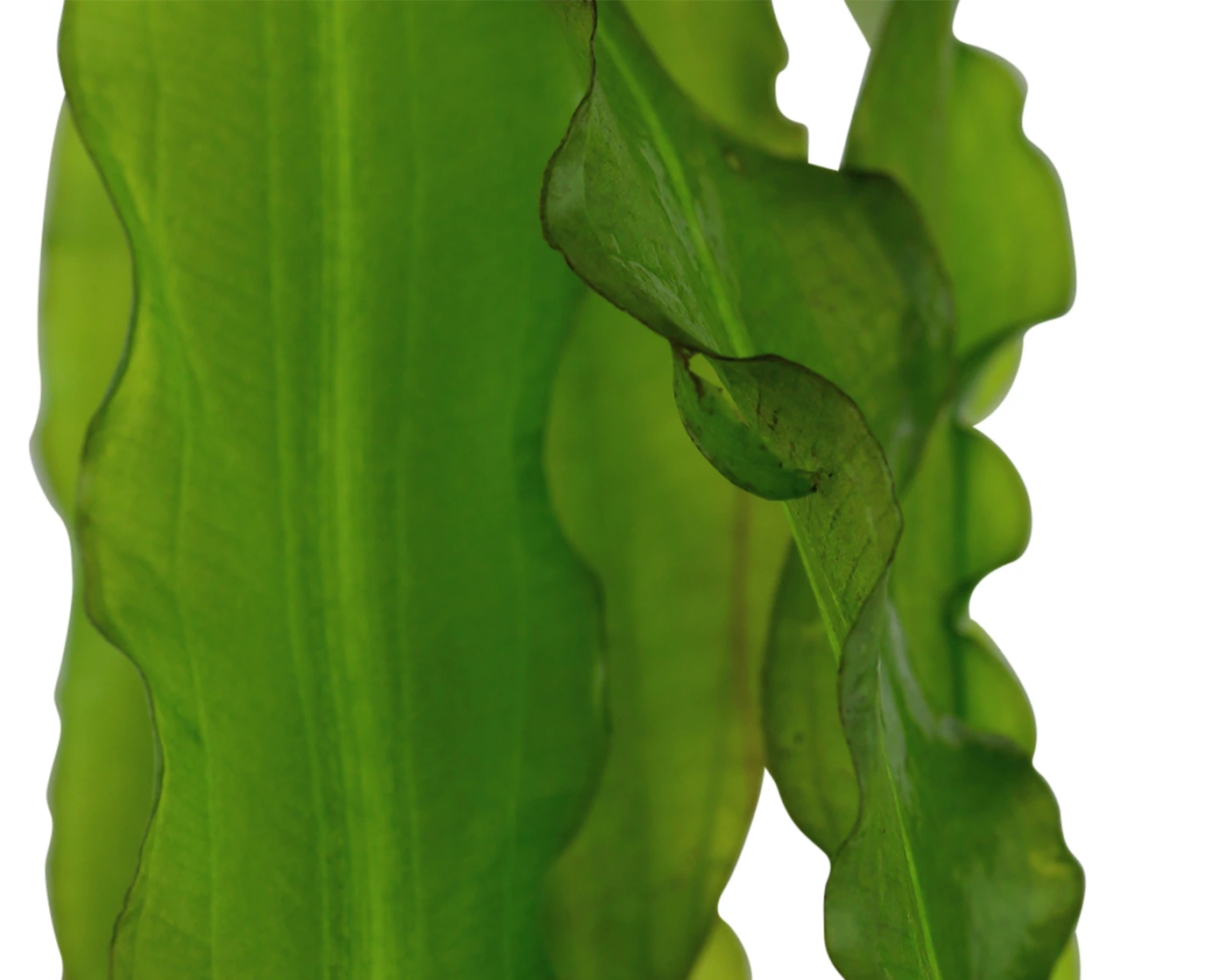 皱叶水蕹水草Aponogeton crispus饲养资料，图片