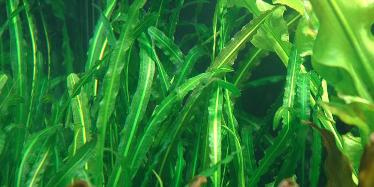 长羽网草水草Aponogeton longiplumulosus饲养资料，图片