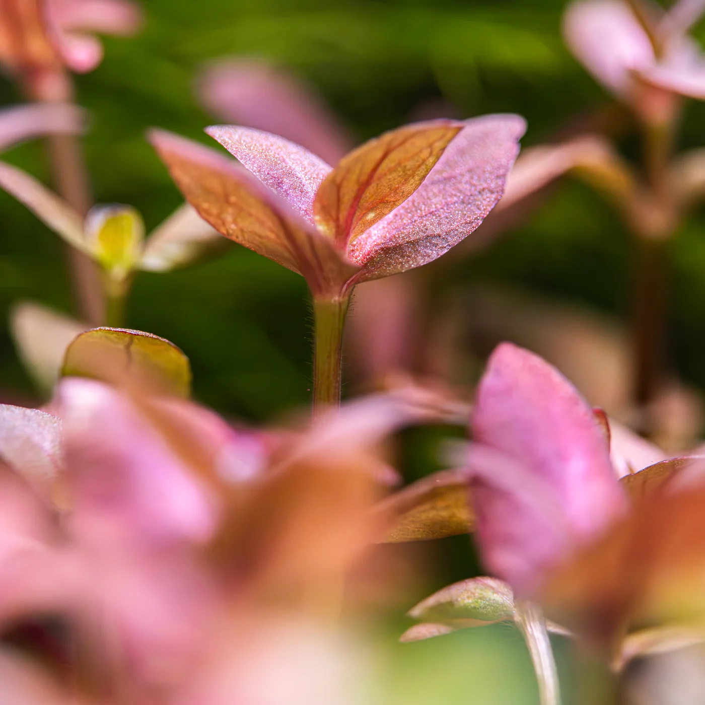 紫色假马齿苋水草Bacopa salzmannii “Purple”饲养资料，图片
