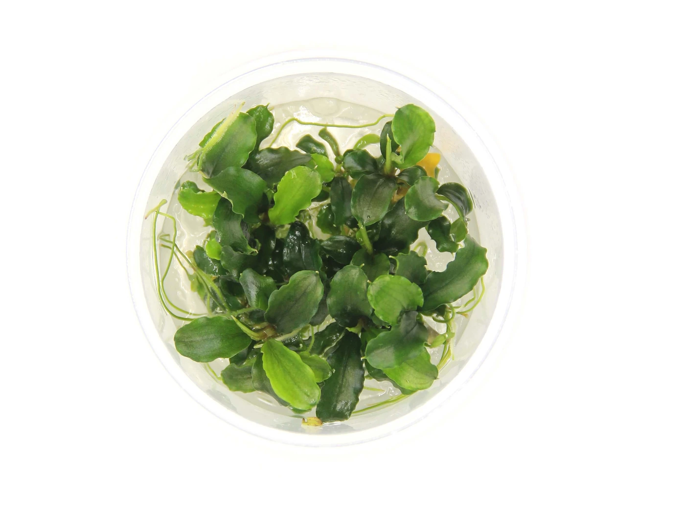 波浪叶辣椒榕水草Bucephalandra pygmaea ‘Bukit Kelam’饲养资料，图片
