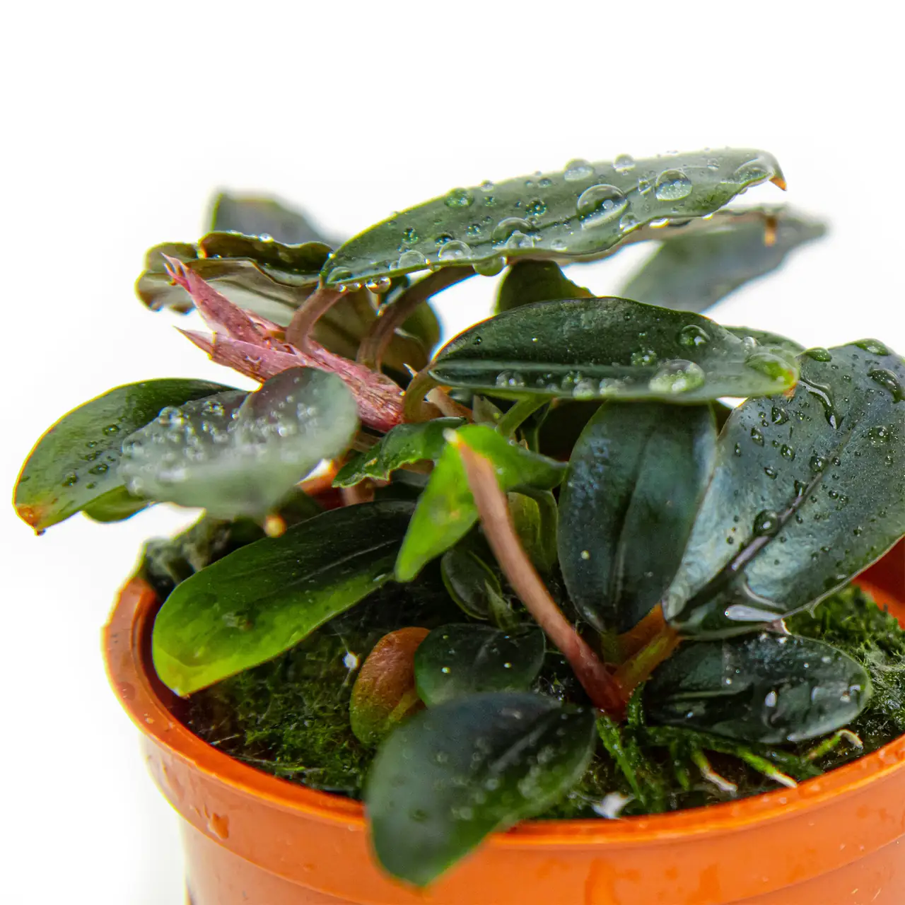 蓝辣椒榕水草Bucephalandra sordidula ‘Blue’饲养资料，图片