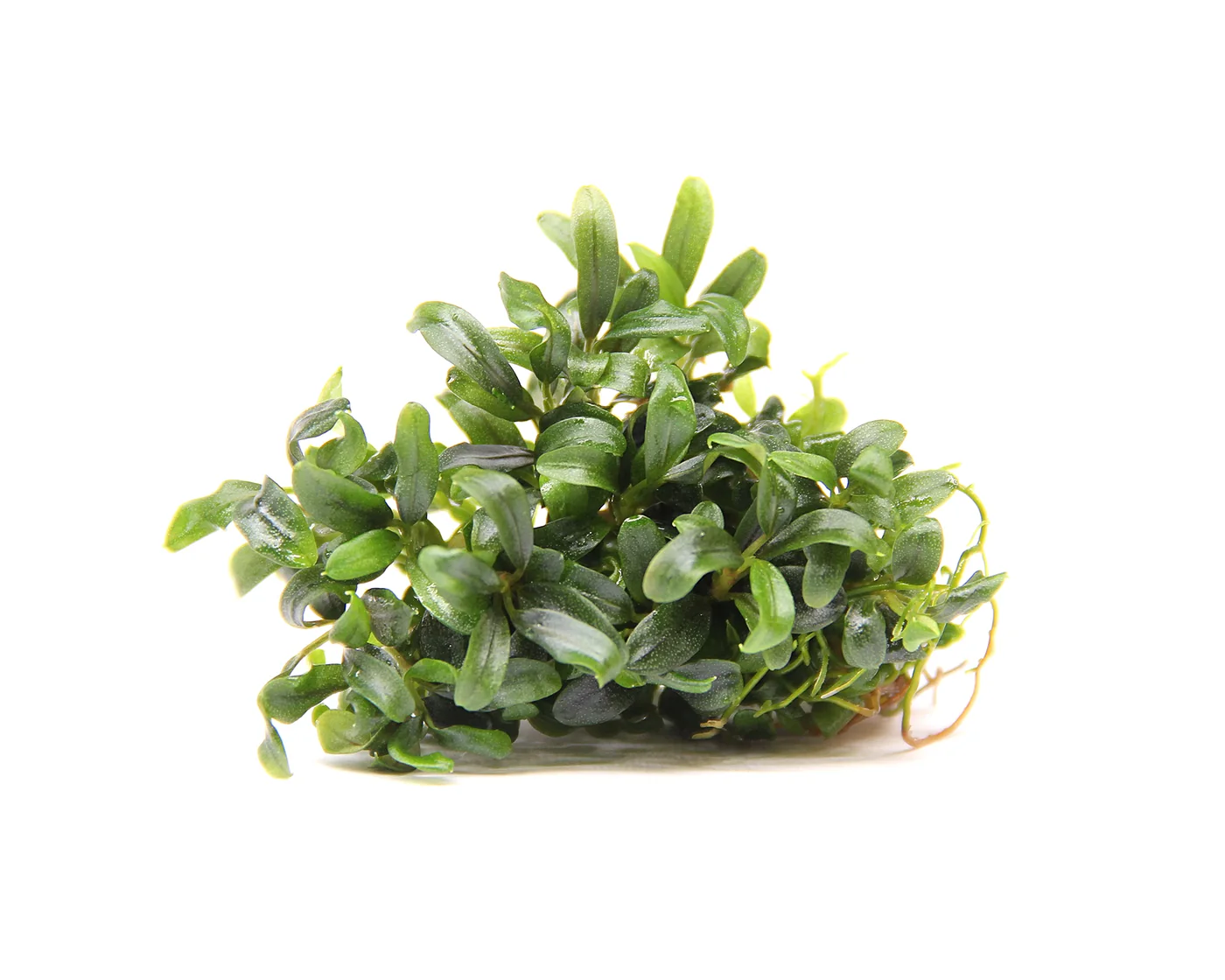 针叶辣椒榕水草Bucephalandra sp. ‘Needle Leaf’饲养资料，图片