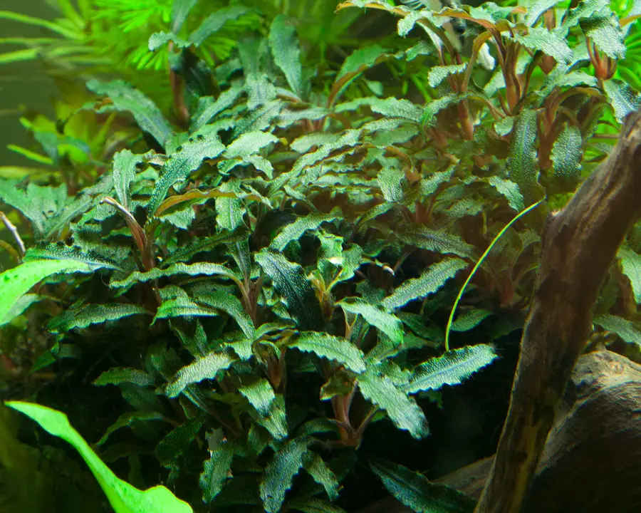 红辣椒榕水草Bucephalandra sp. ‘Red’饲养资料，图片