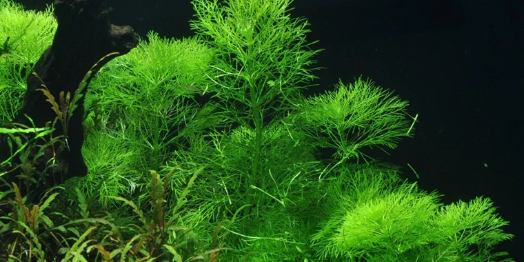 大水盾草水草Cabomba aquatica饲养资料，图片