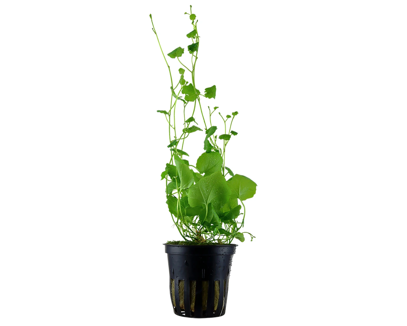 琴叶碎米荠水草Cardamine lyrata饲养资料，图片