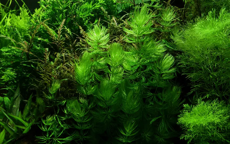 狐尾金鱼藻水草Ceratophyllum demersum ‘Foxtail’饲养资料，图片