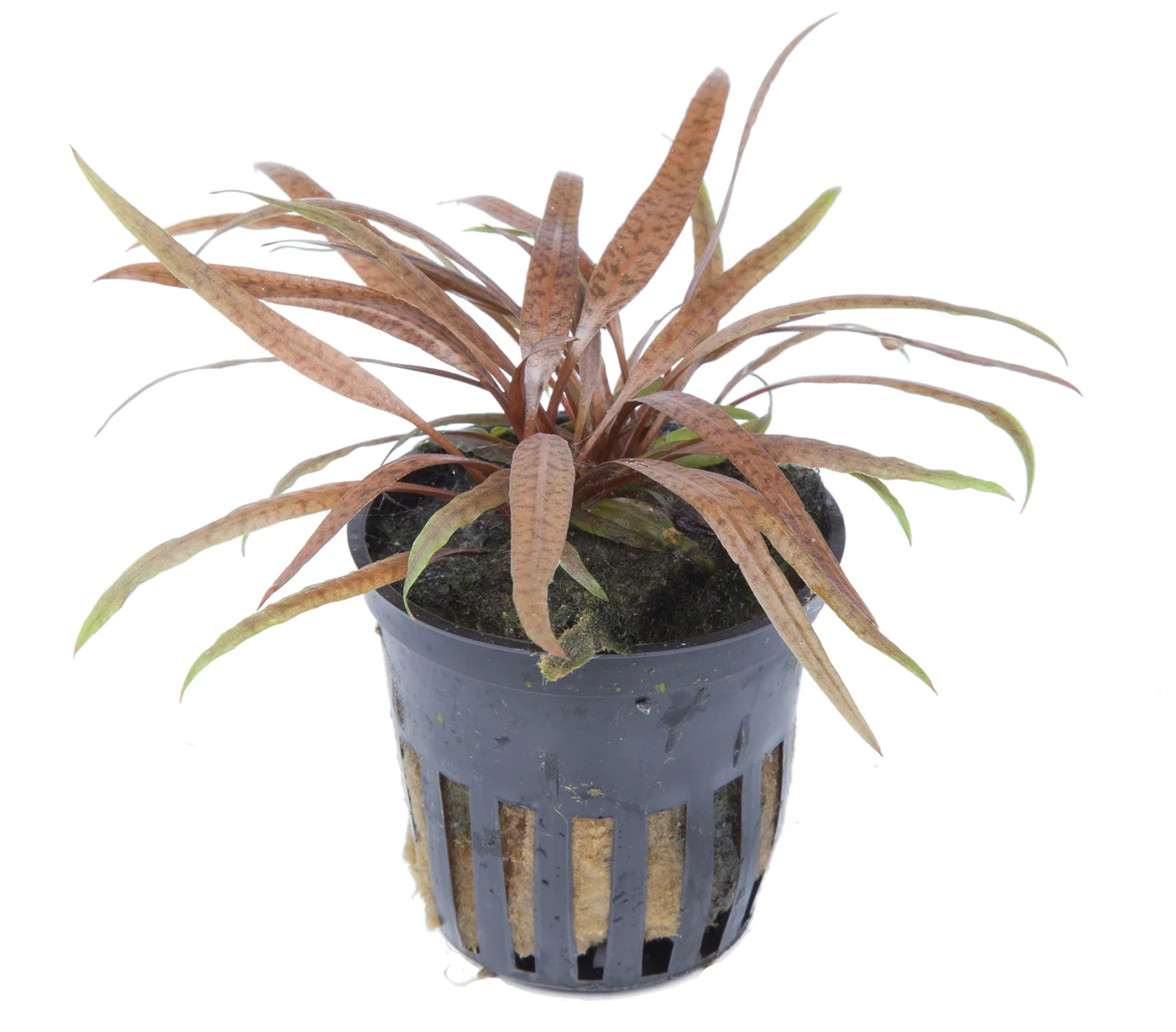 棕叶椒草水草Cryptocoryne albida ‘Brown’饲养资料，图片