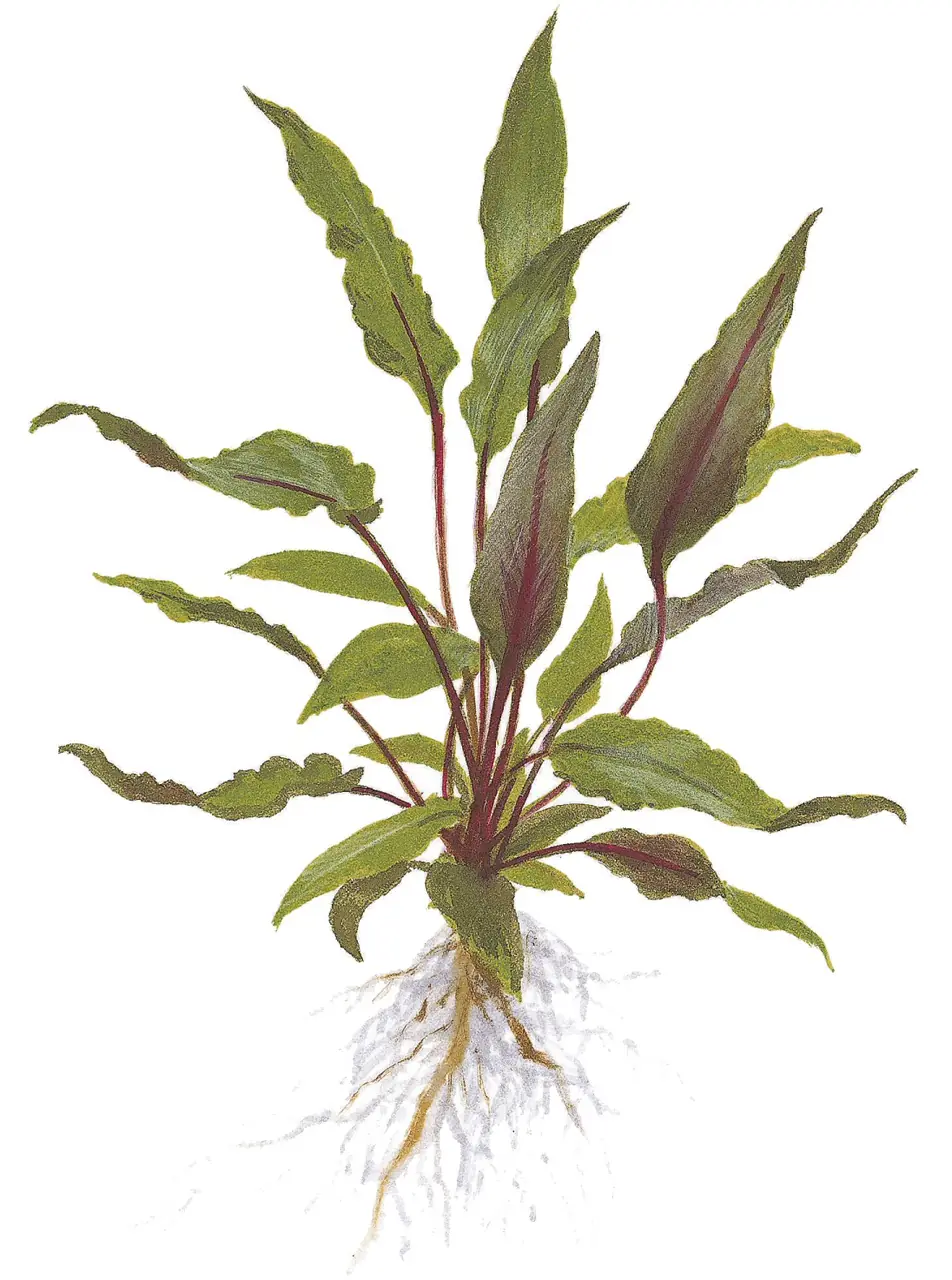 贝克椒草 ‘Petchii’水草Cryptocoryne beckettii ‘Petchii’饲养资料，图片