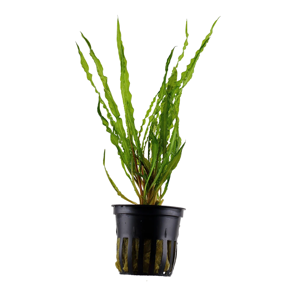 卷叶椒草水草Cryptocoryne crispatula饲养资料，图片