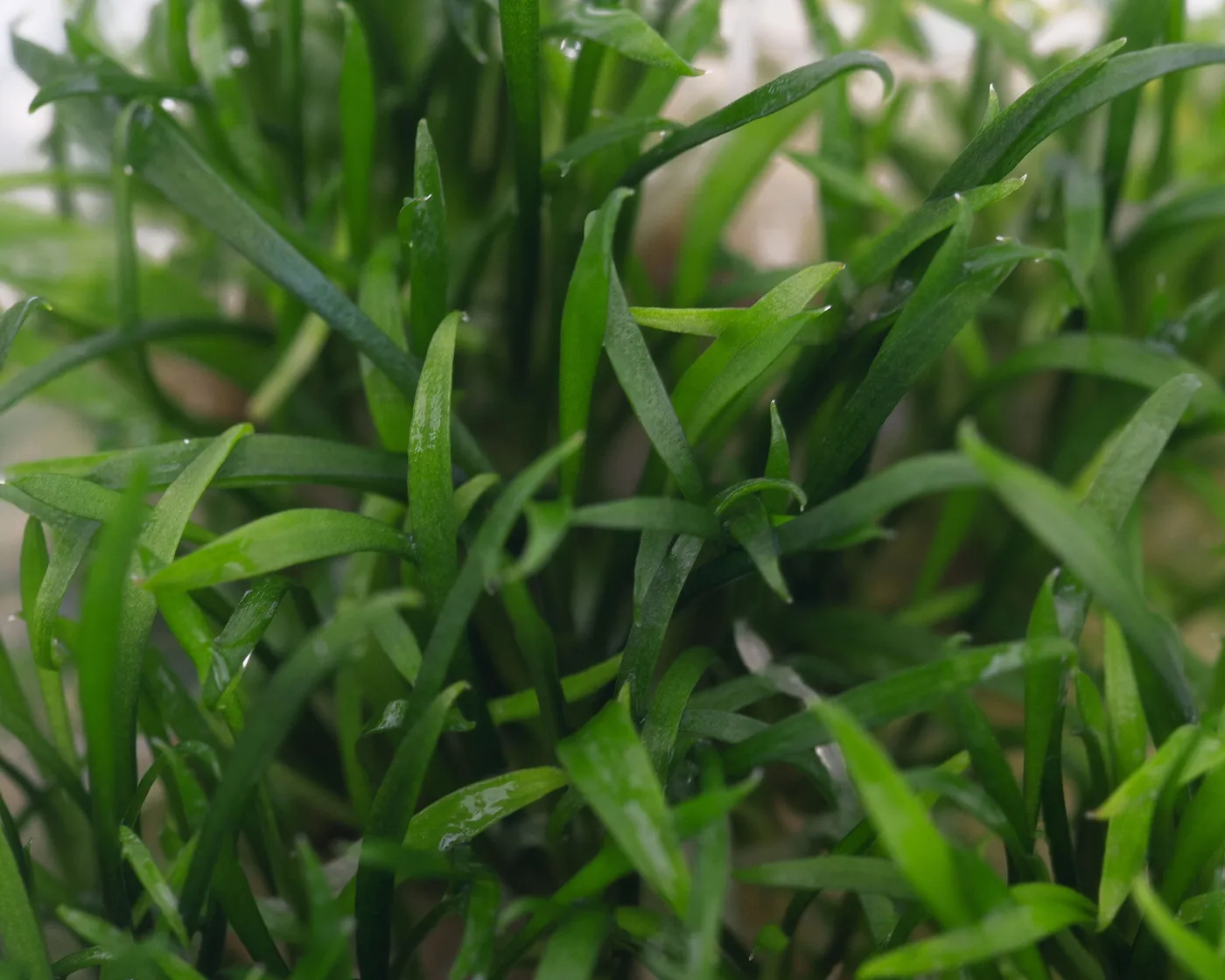迷你椒草水草Cryptocoryne parva饲养资料，图片