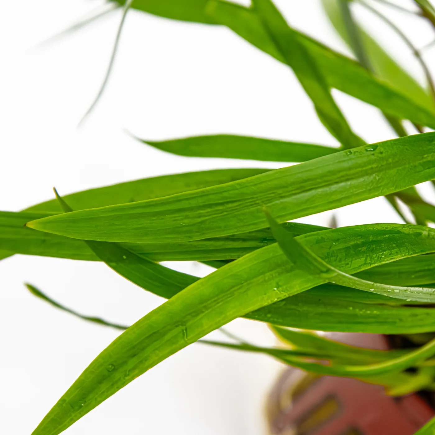 红色螺旋椒草水草Cryptocoryne spiralis ‘Red’饲养资料，图片