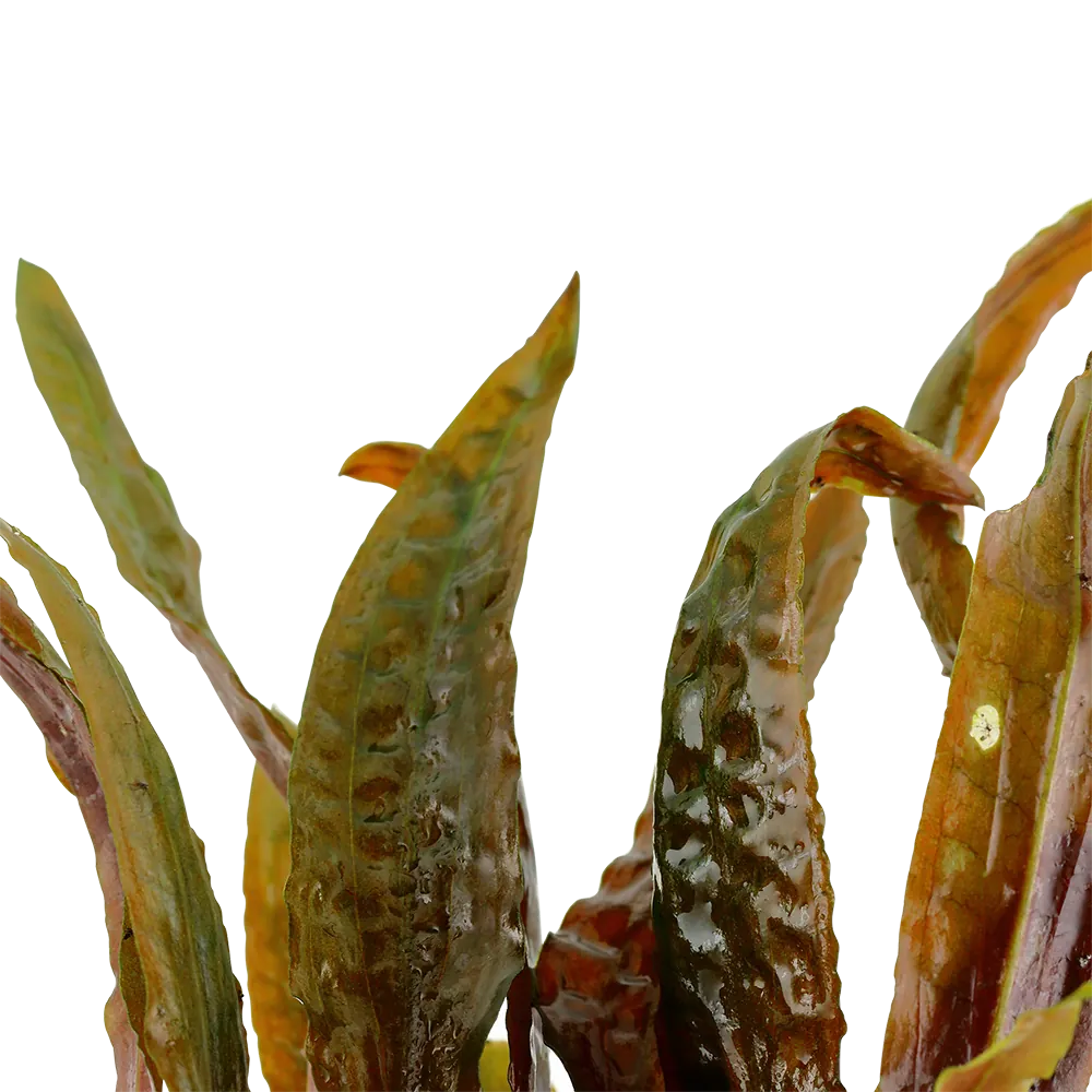 乌斯特椒草水草Cryptocoryne usteriana饲养资料，图片